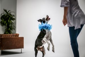 Foto de un perro negro y blanco saltando a por un premio que le da su dueña, una mujer joven alta y delgada. Al fondo se puede ver un sofá marrón de piel y una planta verde. La foto se ha realizado en un estudio de fotografía en Workshopexperience, Madrid, España.
